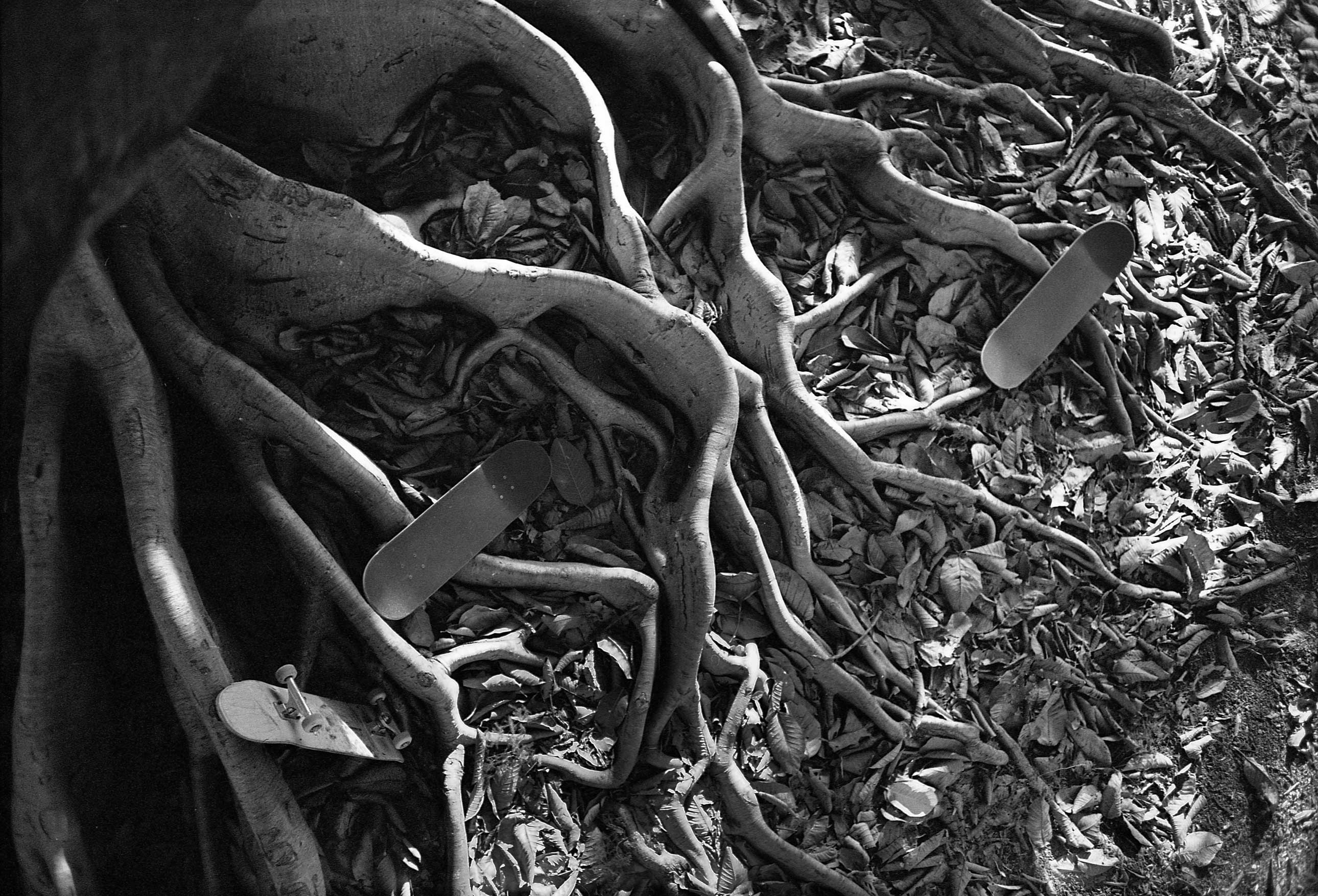 Skate Roots. Photo: Sarah Huston