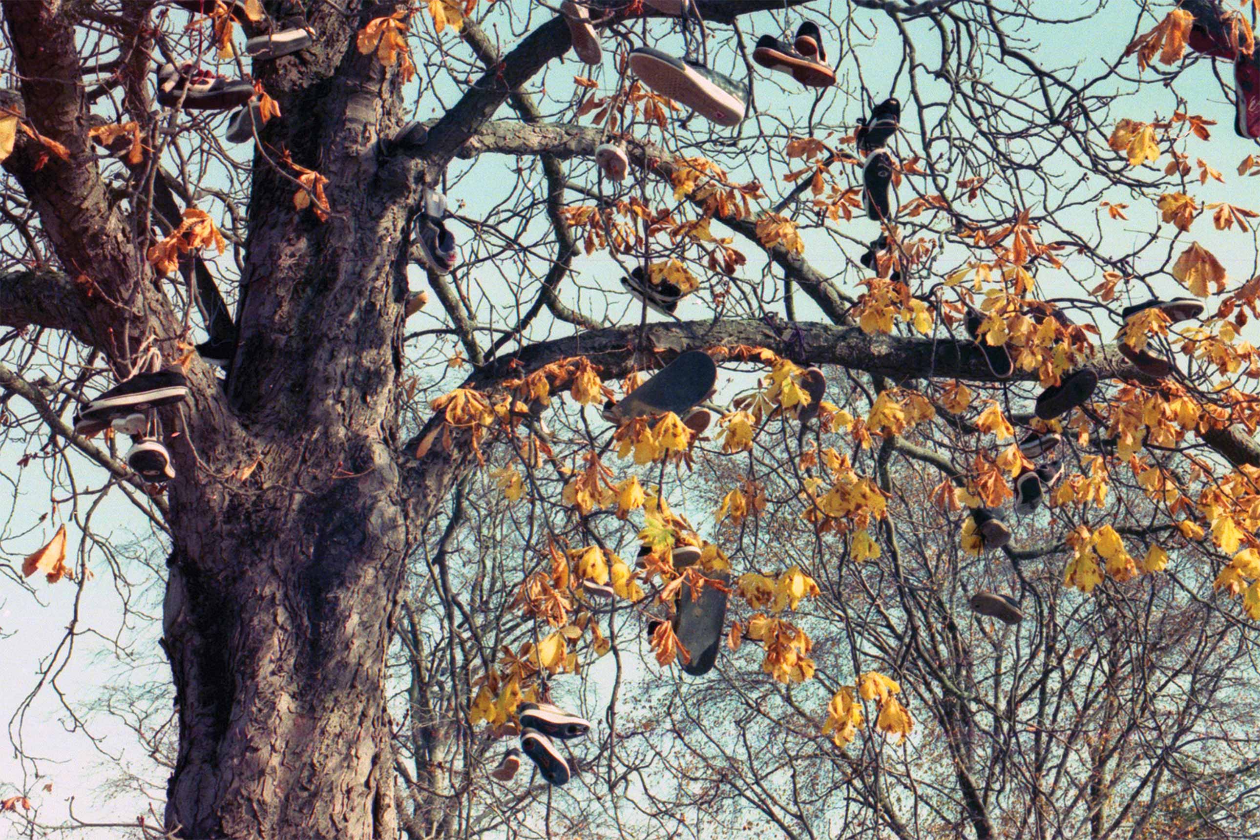 Shoe tree, 2014. Maria Lima